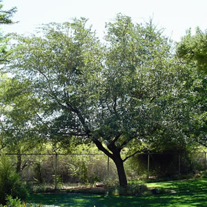 Recommended Landscaping Trees by GreenCare.net - Las Vegas Pool ...